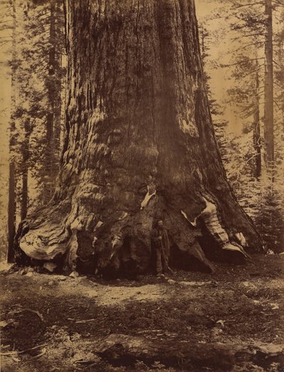 ヨセミテのマリポサ グローブ、ゲーレン クラークとグリズリー ジャイアントのセクション、1865 ～ 66 年。 作： Carleton Emmons Watkins