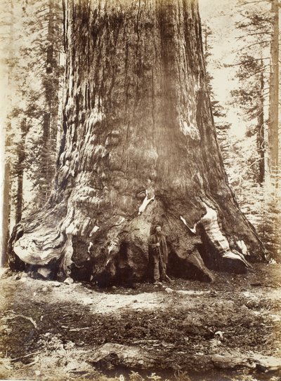グリズリージャイアントとガレンクラークのセクション、マリポサグローブ、ヨセミテ、1865-66 作： Carleton E. Watkins