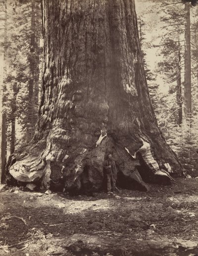 ヨセミテのマリポサ グローブ、ガレン クラークとグリズリー ジャイアントのセクション、1865 ～ 66 年に印刷。 1876年。 作： Carleton Emmons Watkins