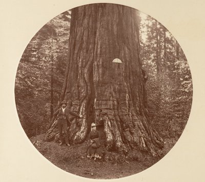 エンパイア ステート - C. グローブ、カリフォルニア州。 1878年。 作： Carleton Emmons Watkins