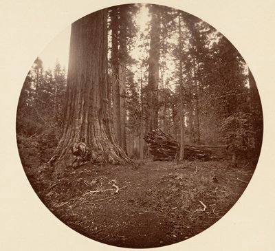 森の父 - C. Grove, ca. 1878年。 作： Carleton Emmons Watkins