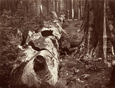 森の父、周囲 112 フィート、カラベラス グローブ、1865 ～ 66 年 1876年。 作： Carleton Emmons Watkins