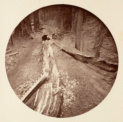 森の父、長さ 450 フィート、C. グローブ、カリフォルニア州。 1878年。 作： Carleton Emmons Watkins