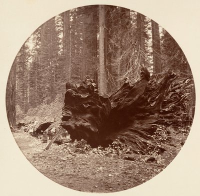 森の父 450 フィート C. グローブ、カリフォルニア州。 1878年。 作： Carleton Emmons Watkins