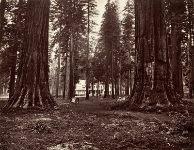 カリフォルニア州マンモス グローブのホテル。 1872年、約印刷。 1876年。 作： Carleton Emmons Watkins