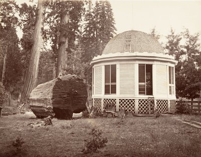 大きな木の切り株の上に建てられた家、1865-66年、印刷約。 1876年。 作： Carleton Emmons Watkins