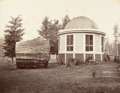大きな木の切り株の上の家、1865-66年、印刷された。 1876年。 作： Carleton Emmons Watkins