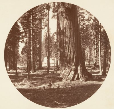 ザ マンモス グローブ ホテル フロム ザ グローブ - カラベラス, ca. 1878年。 作： Carleton Emmons Watkins