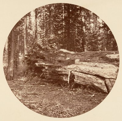 マイナーズ キャビン - カリフォルニア州カラベラス グローブ 1878年。 作： Carleton Emmons Watkins