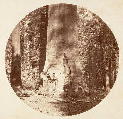 森の母 - Calaveras Grove, ca. 1878年。 作： Carleton Emmons Watkins