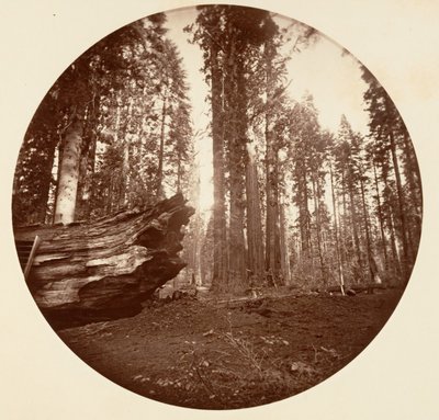 森の父より森の母 - Calavaras Grove, ca. 1878年。 作： Carleton Emmons Watkins