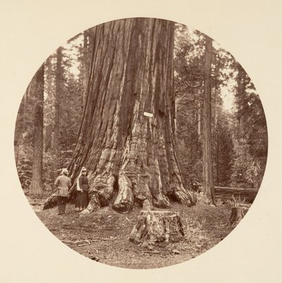 森の誇り - Calaveras Grove, ca. 1878年。 作： Carleton Emmons Watkins