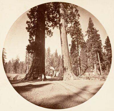 The Sentinels - Calaveras Grove, ca. 1878.    1184895   ja       japanese Successfully Translated  Original: Landscape, Cottage and a Stream with a Figure and a House (oil on canvas) Translat: Landscape, Cottage and a Stream with a Figure and a House (oil  作： Carleton Emmons Watkins