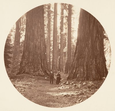 ブライアントとスワードのカラベラス グローブを通して見たスリー グレイセス 1878年。 作： Carleton Emmons Watkins