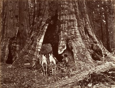 三脚、円周 94 フィート、1865-66 年、約 19 世紀に印刷。 1876年。 作： Carleton Emmons Watkins