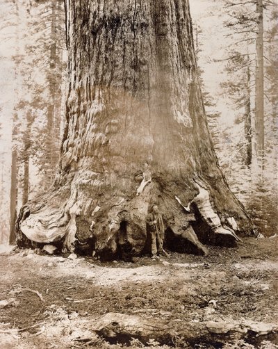 「グリズリージャイアント」のトランク、マリポサグローブ、直径33フィート、1861 作： Carleton E. Watkins