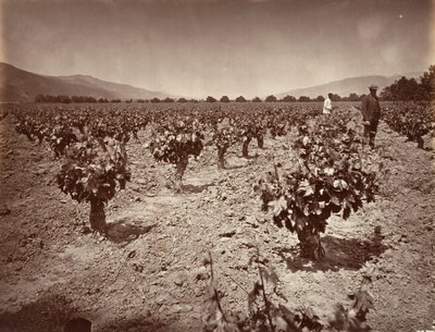 Camulos Ranch のぶどう園、1876 年、印刷 1876年。 作： Carleton Emmons Watkins