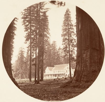 W. C. ブライアント - カリフォルニア州カラベラス グローブ 1878年。 作： Carleton Emmons Watkins