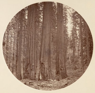 [カリフォルニア州ヨセミテ国立公園]、カリフォルニア州。 1878年。 作： Carleton Emmons Watkins