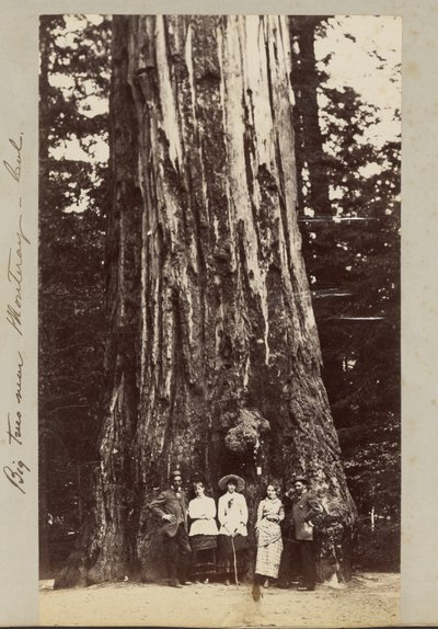モンテレイ近郊のビッグツリー - Cal. 作： Carleton Watkins
