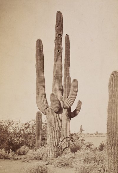 [サボテン］ 作： Carleton Watkins