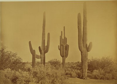 [サボテン、アリゾナ-セレウス・ギガンテウス]。 作： Carleton Watkins