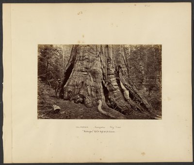 [カリフォルニア-マリポサの巨木、「ワシントン」高さ270フィート、周囲92フィート]。 作： Carleton Watkins