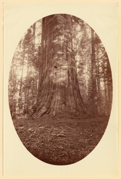 [エンパイア・ステート・カラベラス・グローブ］ 作： Carleton Watkins