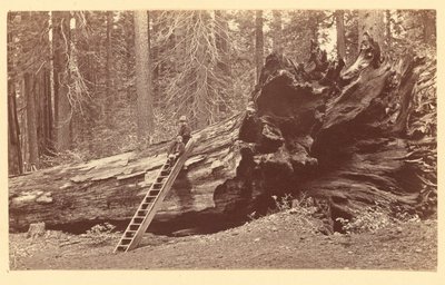 [森の父 カラベラス・グローブ]。 作： Carleton Watkins