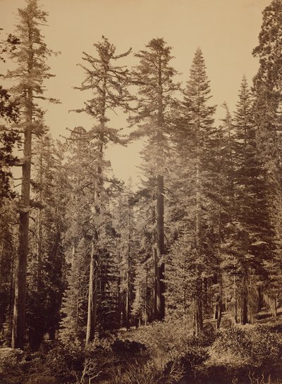 [森の情景】／【シュガーパイン 作： Carleton Watkins