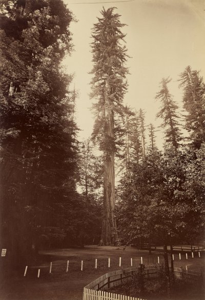 ジャイアントレッドウッド、サンタクルス 作： Carleton Watkins