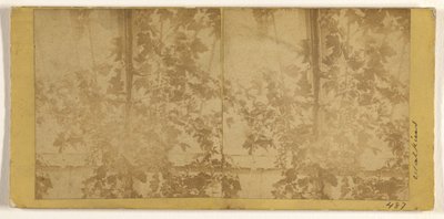 ［ブドウのつる］ 作： Carleton Watkins