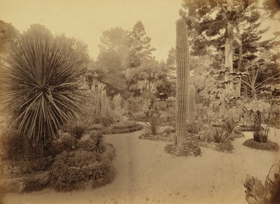 [カリフォルニア州モントレー、アリゾナ・ガーデン、ホテル・デル・モンテ]。 作： Carleton Watkins