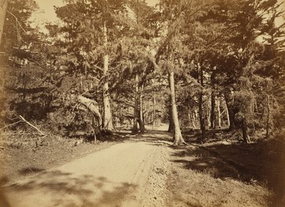 [カリフォルニア州モントレー、モス・アベニュー、18マイル・ドライブ。］ 作： Carleton Watkins