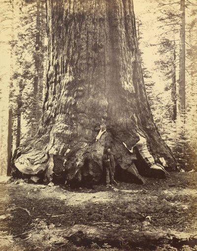 [グリズリー・ジャイアントのセクション]。 作： Carleton Watkins