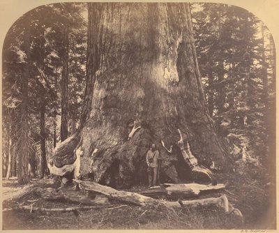 グリズリージャイアントのセクション、直径33フィート、マリポサグローブ、ヨセミテ、No。111 作： Carleton Watkins