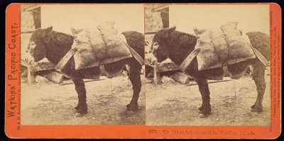 ファラロン諸島の最古の住民 作： Carleton Watkins