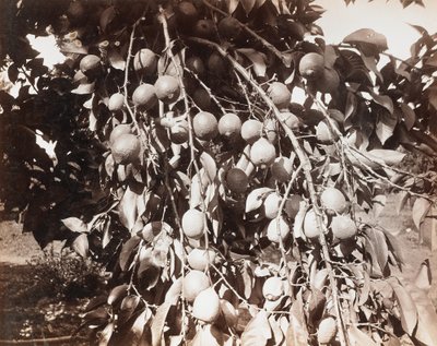 無題［木の実］ 作： Carleton Watkins