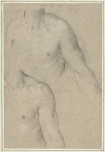 若い男性の胴体の 2 つの研究 作： Carlo Caliari
