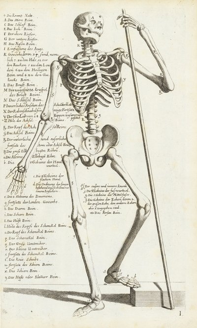 カルロ・チェーシによる人体骨格の解剖学的研究 作： Carlo Cesi