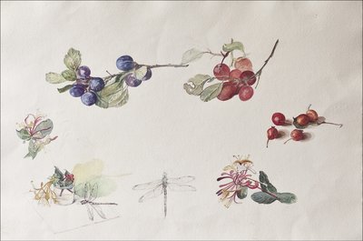 2007年秋の果物と花（紙にトイレ） 作： Caroline Hervey Bathurst
