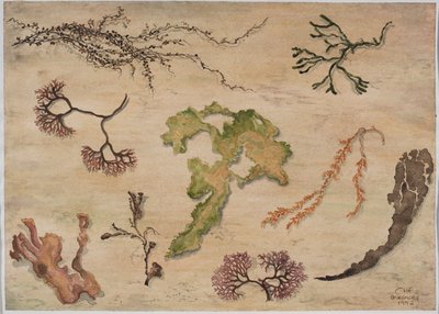 海藻、1992（紙にトイレ） 作： Carolyn Hubbard Ford