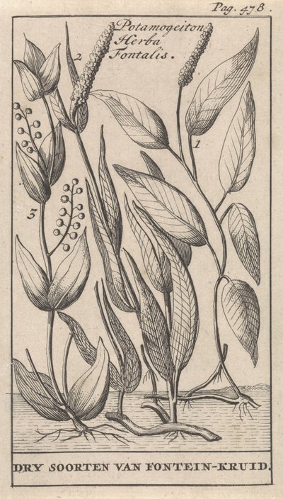 3種類のイワシ Potamogeiton Herba Fontalis / Fountain-herb の乾燥種 (オブジェクトのタイトル) 作： Caspar Luyken