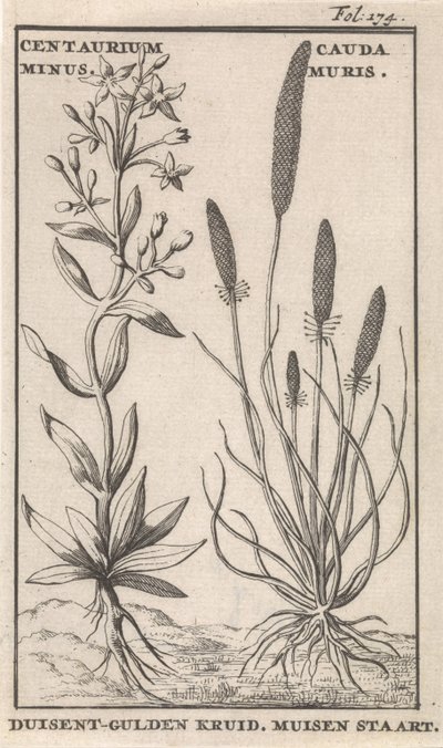 センチュリーとネズミの尻尾 ケンタリウムマイナス。 Cauda MurisDuisent-golden Herb. ねずみのしっぽ (オブジェクトのタイトル) 作： Caspar Luyken