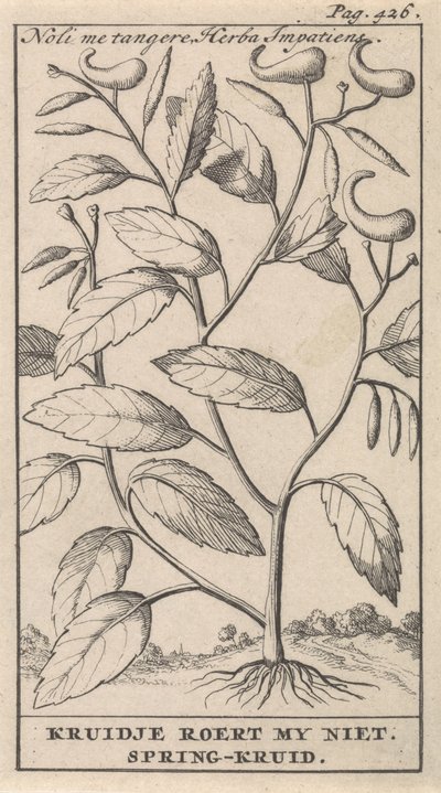 春のハーブ Noli me tangere、Herba Impatiens / Kruidje は私を動揺させません。 春のハーブ (オブジェクトのタイトル) 作： Caspar Luyken