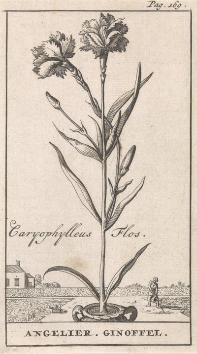 タイトルページと8枚の花柄 アンジェリエ Caryophylleus Flos / Angelier. Ginoffel (オブジェクトのタイトル) 作： Caspar Luyken