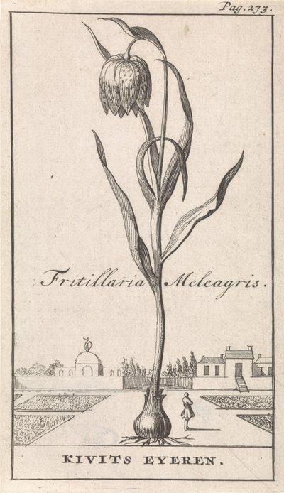 タイトルページと8枚の花柄 キエヴィツブルーム Fritillaria Meleagris / Kivits Eyeren (オブジェクトのタイトル) 作： Caspar Luyken