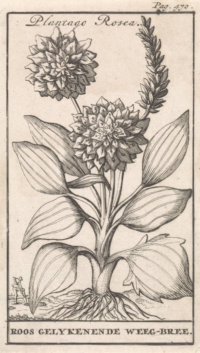 タイトルページと8枚の花柄 ウィーグブリー Plantago Rosea / Roos geolykenende Weeg-bree (オブジェクトのタイトル) 作： Caspar Luyken
