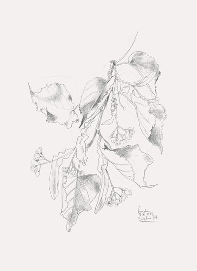 繊細なリンデンのスケッチ 作： Catalina Somolinos