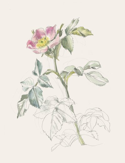 可憐なピンクのワイルドローズ 作： 